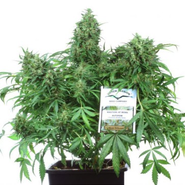 Auto Think Different Feminised Hemp Seeds